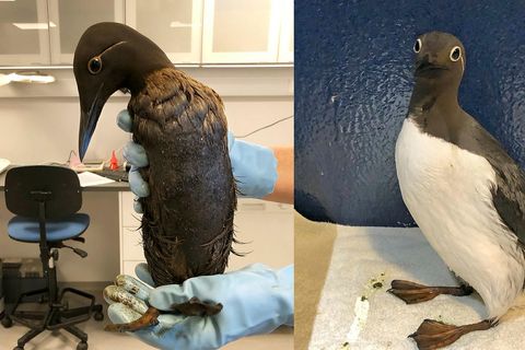 A common murre, drenched in oil, left, and after being cleaned by Sea Life Trust.