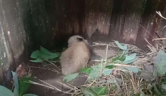 Rauður pönduhúnn fæddist á Indlandi 