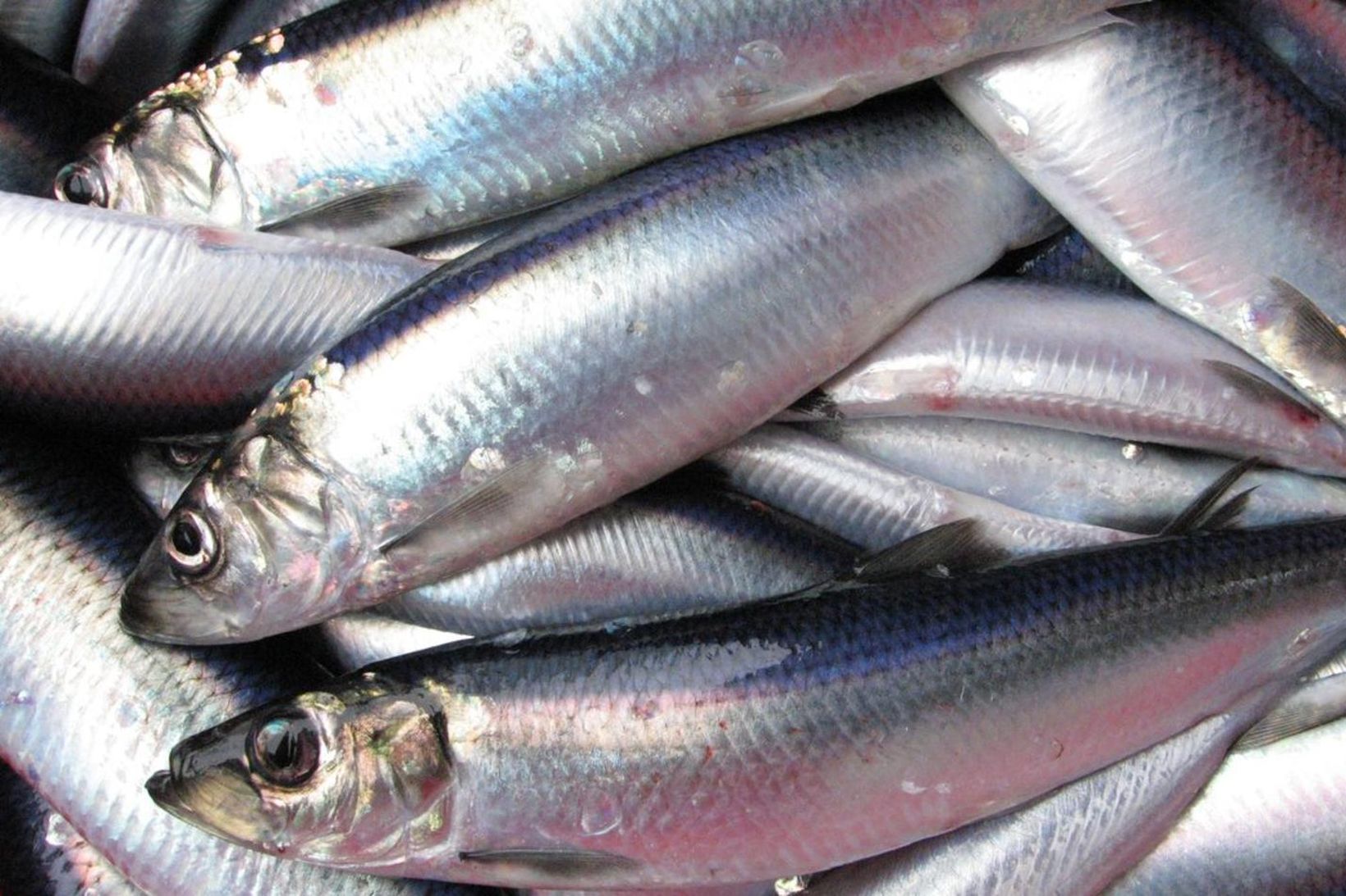 Ráðlagður hámarksafli í síld úr Norðursjó lækkar um 30% milli …