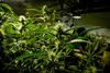Kannabismál á Austurlandi telst upplýst