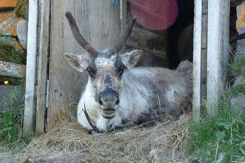 Meet with the real Rudolph at the family petting zoo, Húsdýragarðurinn.