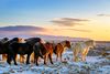 Violent Storm Kills Dozens of Icelandic Horses