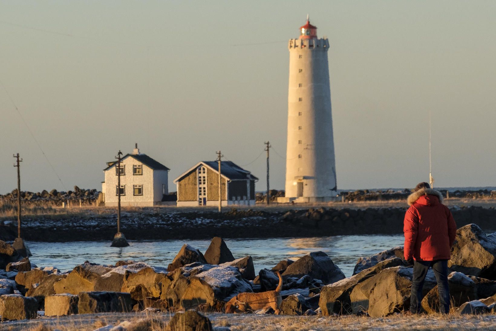 Krían er að hverfa úr friðlandi Gróttu á Seltjarnarnesi og …