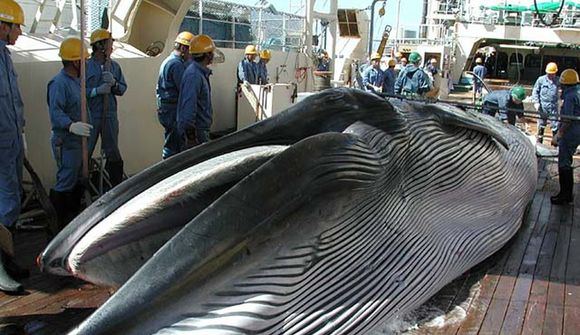 Tvö þúsund tonn af hvalkjöti til Japans