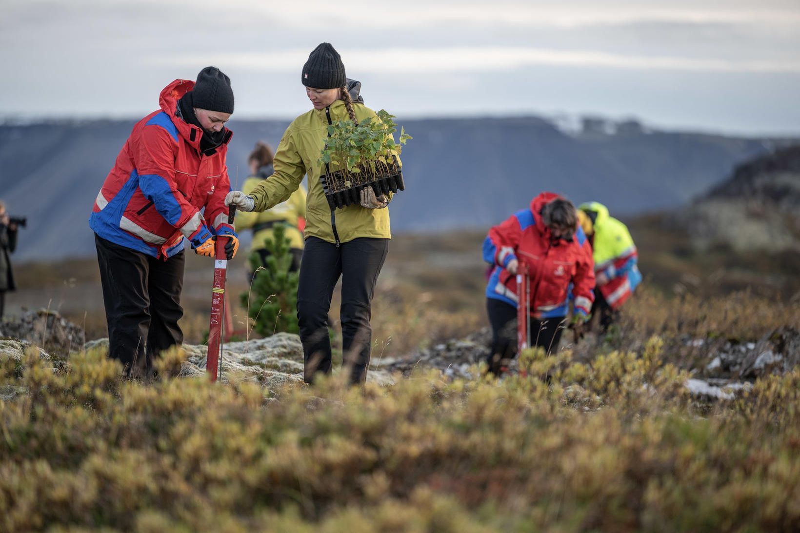 Frá gróðursetningu rótarskotanna í Heiðmörk 2021.