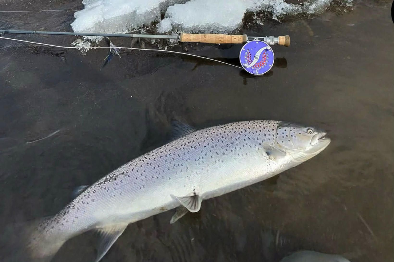 Eðaleintak af sjóbirtingi að vori