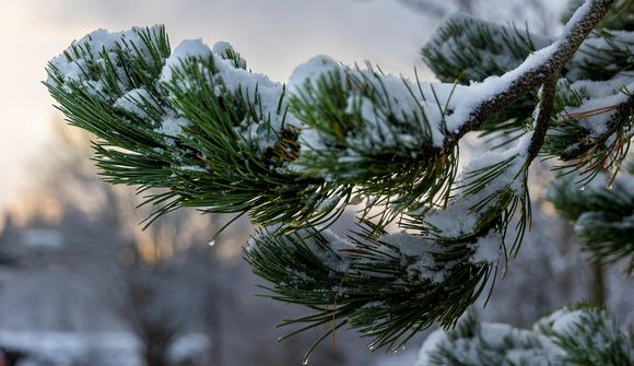 28 stiga frost í Svartárkoti