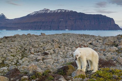 Polar bear in Greenland.
