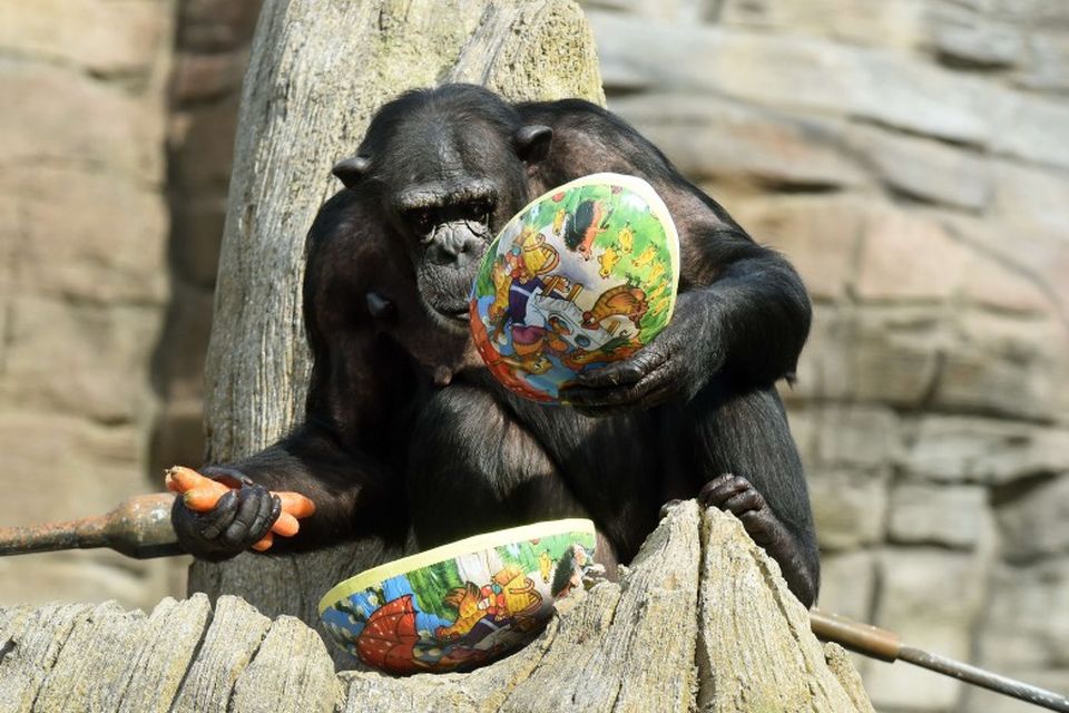 Simpansinn Viktoria opnar páskaegg í dýragarðinum í Hanover í Þýskalandi. Inni í egginu voru rætur …
