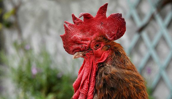 Hávaðasamar deilur um hanagal fyrir dóm