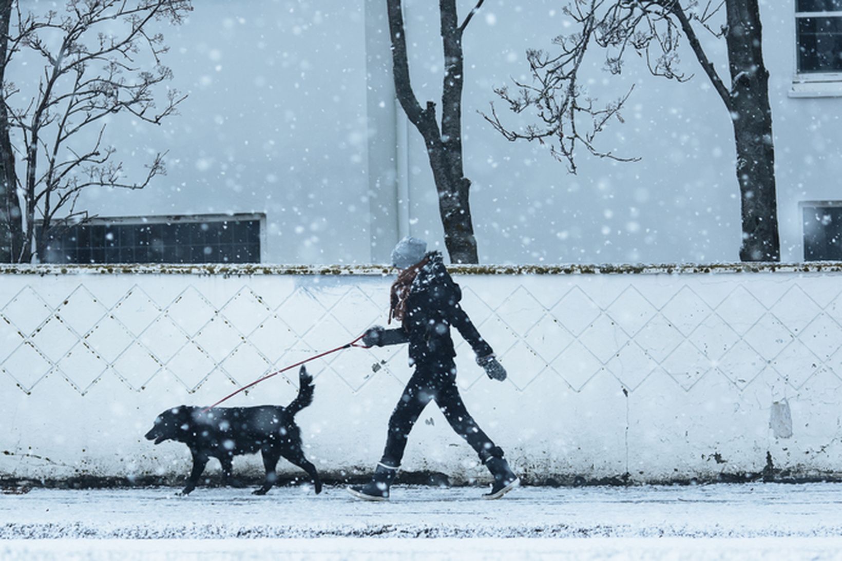 Þennan mánudaginn verður víst hundi út sigandi, ólíkt þeim síðasta.