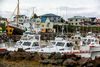 350 þúsund hrognkelsi til Skotlands