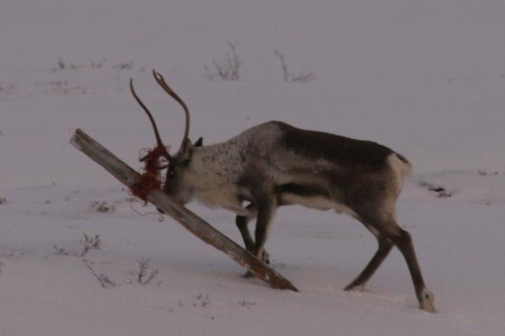 Tarfurinn við Skuggahlíð í Norðfirði.