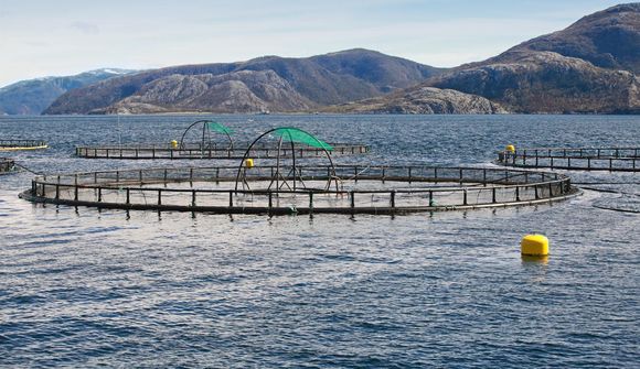 Eldislax strauk úr fiskeldisstöð Arctic Smolt ehf