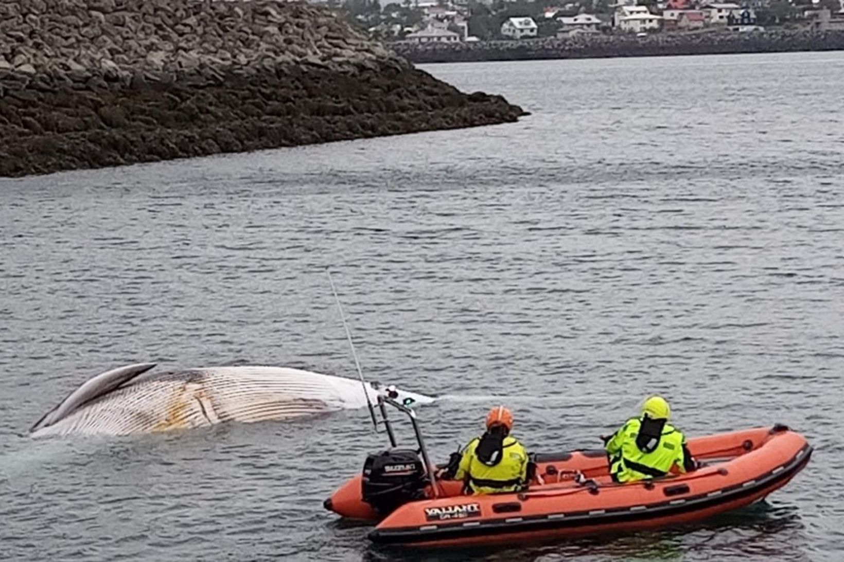 Langreyðina rak upp í grjótagarð.