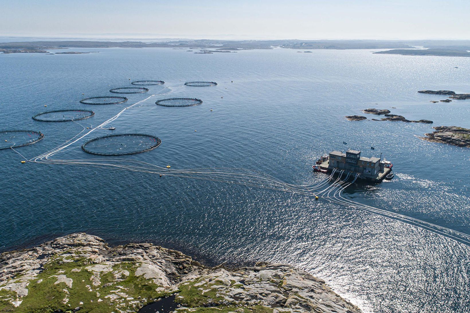 Fjórtán þúsund laxar sluppu úr sjókví Lerøy í Þrændalögum í …