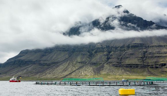 Laxinn vex betur en þekkst hefur eystra
