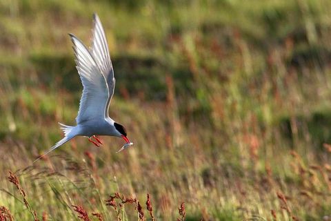 An arctic tern.