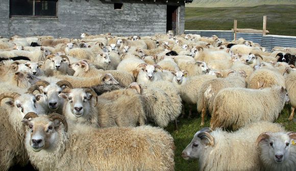 Verð á lambalæri hækkað um 70% á þremur árum