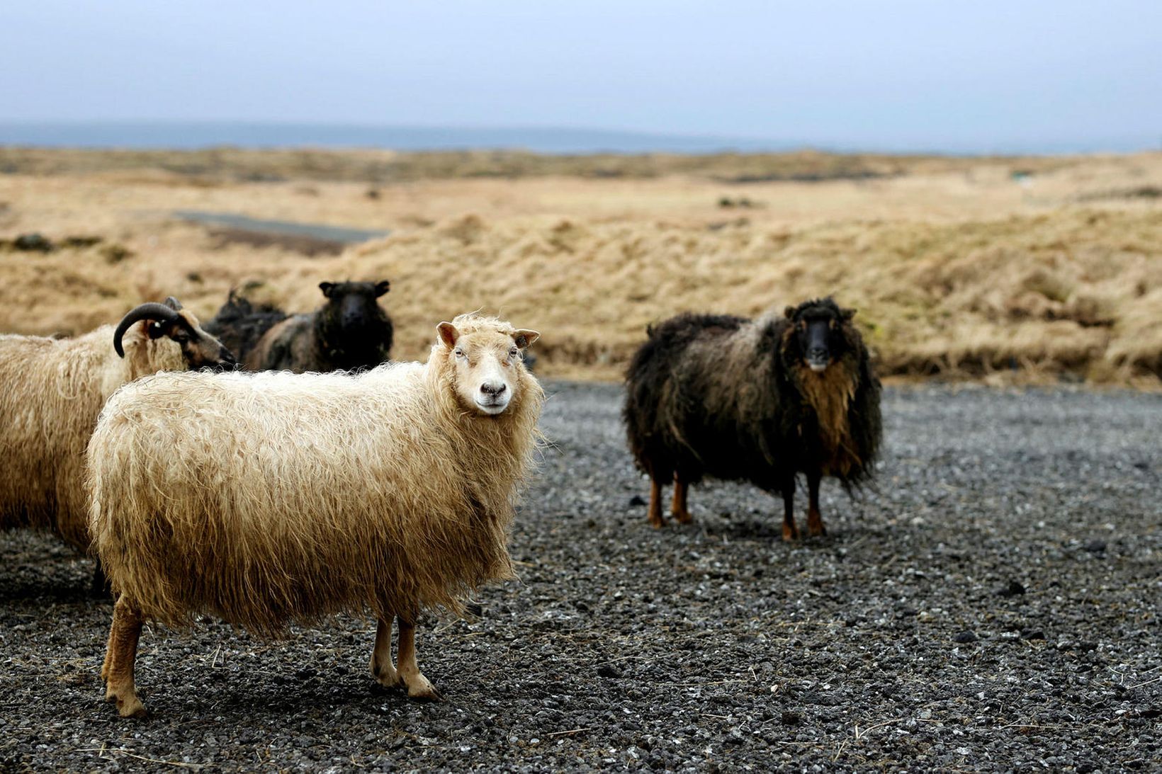 Óhappið varð við umhleðslu sýkts farms.