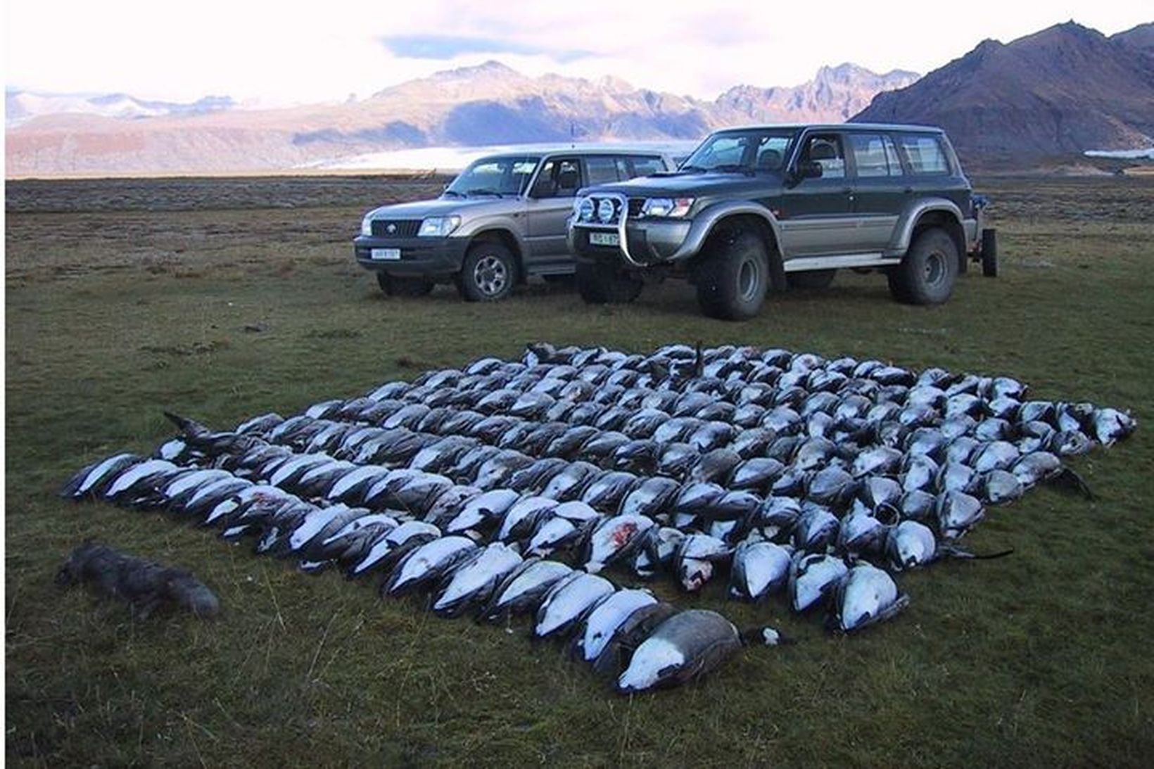 Myndin sem birtist á vefsíðu Icelandic Hunting Adventures. Kanadagæsin er …