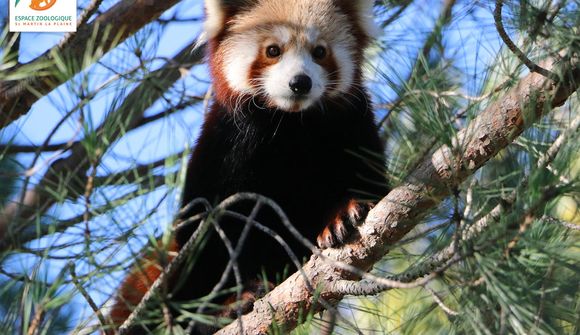 Sjaldgæfur pandabjörn á flótta