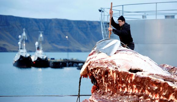 Ein síðasta langreyður vertíðarinnar á land í Hvalfirði
