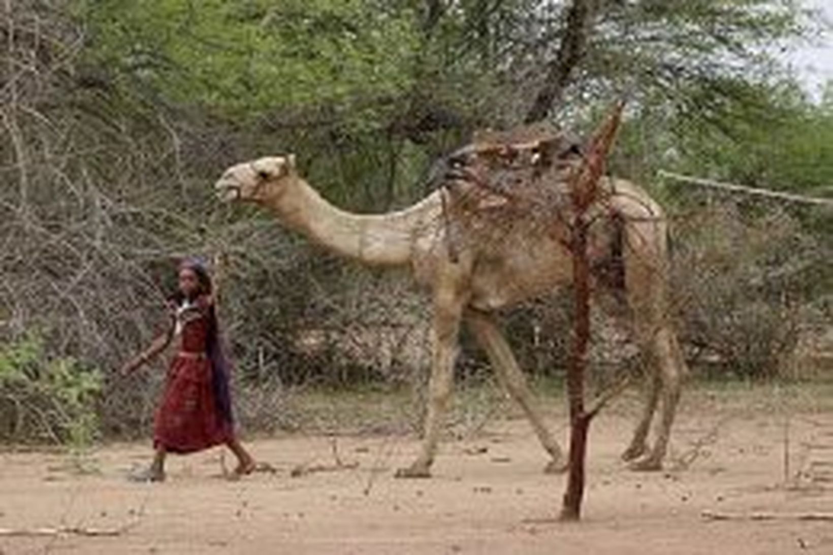 Jarðfræðingar deila um tilvist vatnsforða neðanjarðar í Darfur.