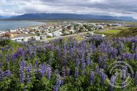 Lúpína - Skagafjörður - Sauðárkrókur - Landgræðsla