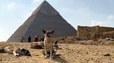 Stray dogs in Giza become tourist draw after 'pyramid puppy' sensation