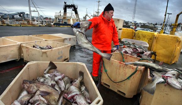 1,3 milljarðar vegna sérstakra veiðigjalda
