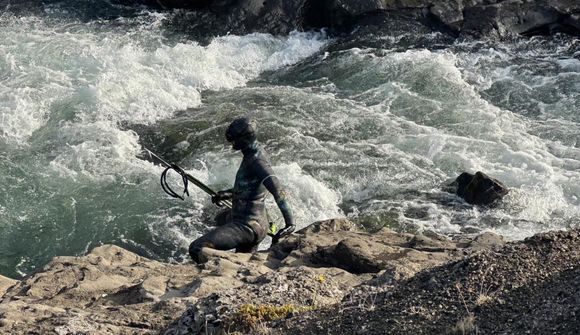 Laxar skutlaðir í Miðfirði og Refasveit