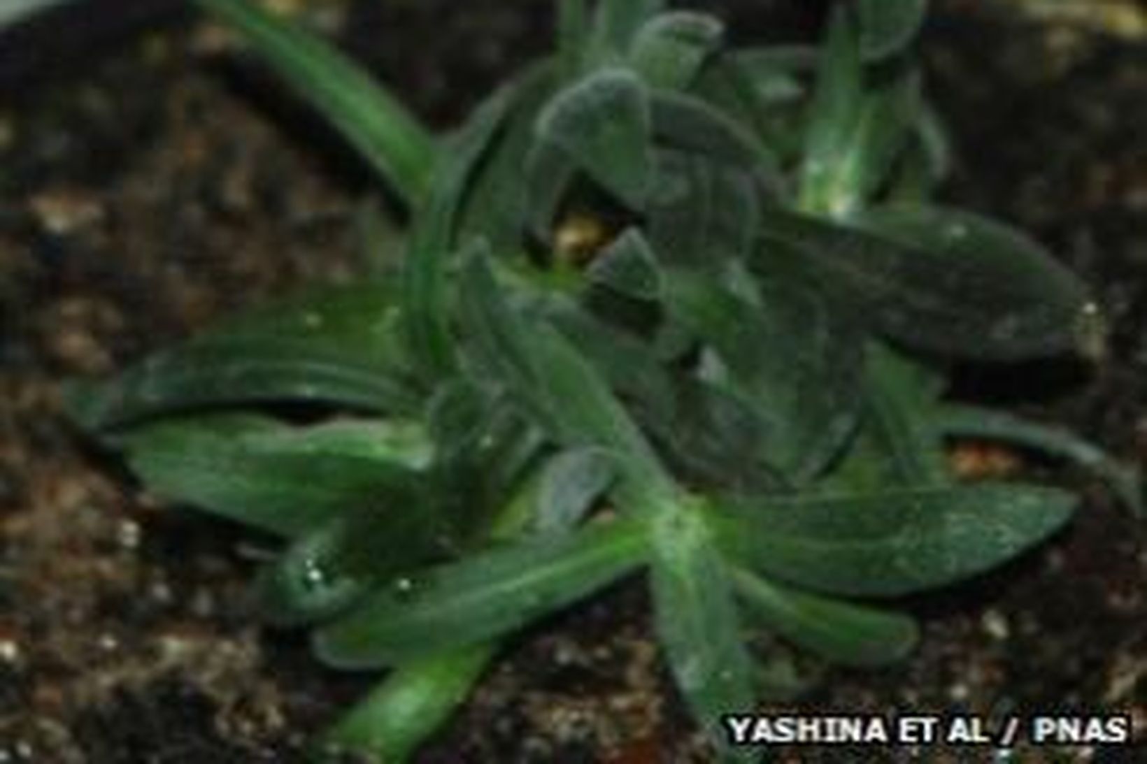 Plantan Silene stenophylla