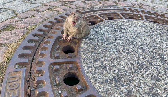 Feit rotta sat pikkföst