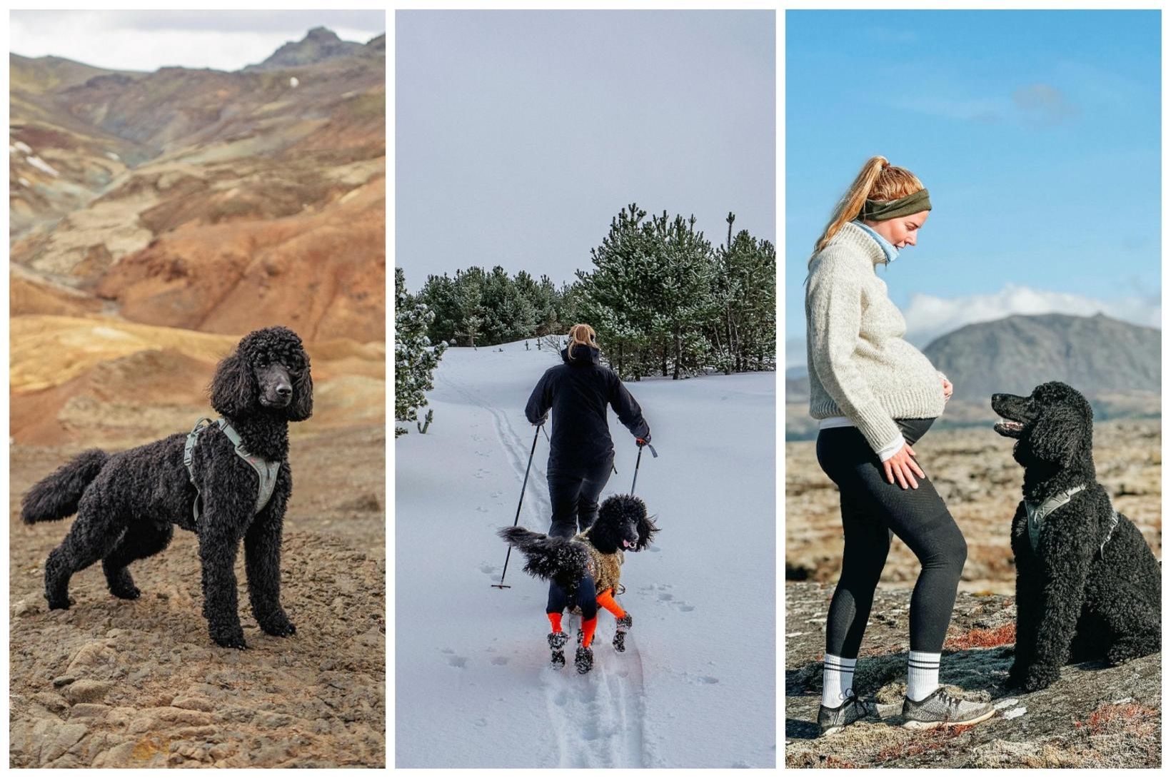 „Þú verður ekki einmana með hund nálægt þér“