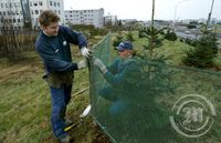 Varnargirðing sett upp við nýplantaðar trjáplöntur