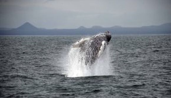 Alvarleg aðför að hvalaskoðun