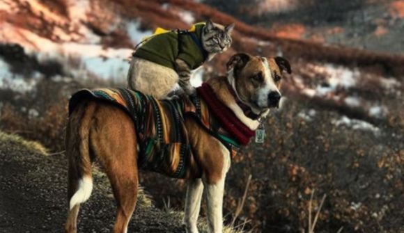 Óvenjulegir vinir elska fjallgöngur