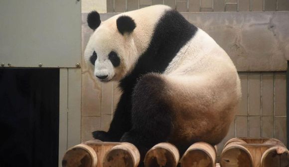 Pandahúnn fékk bréfin til að hækka