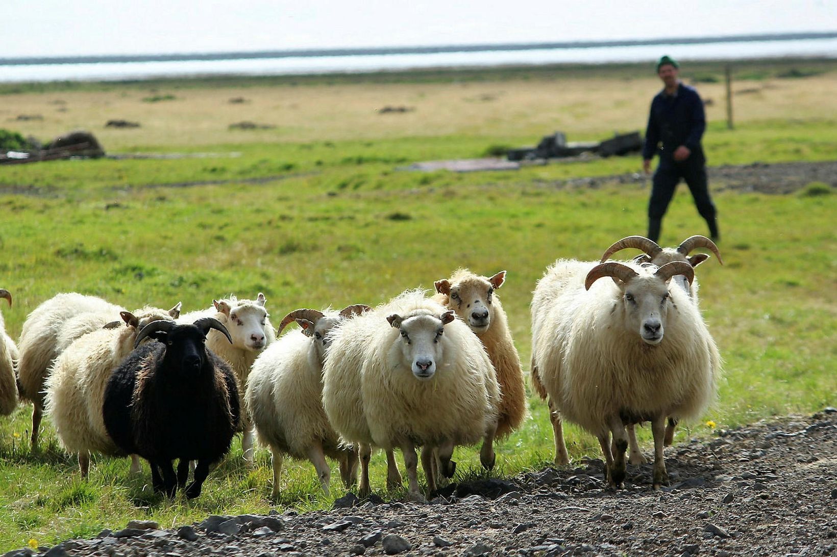 Margur taldi vegið að íslensku sauðkindinni í umfjöllun Sævars. Guðfinna …