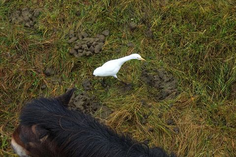 Cattle Egrets are only seen on very rare occasions in Iceland.