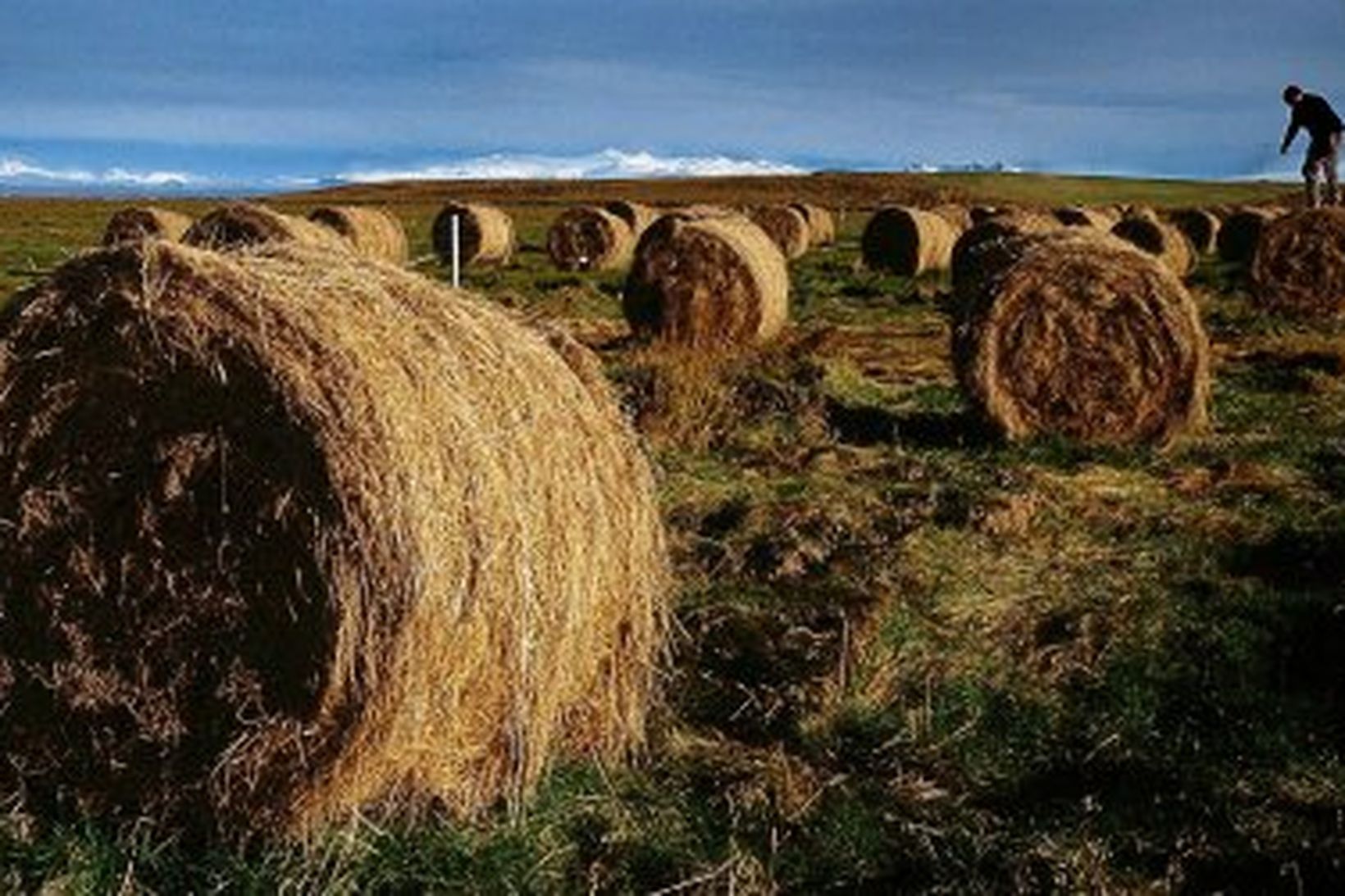 Heyrúllur á túnum á Suðurlandi. Myndin er úr safni.