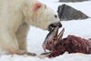 Polar bear sighting: "I saw something huge"