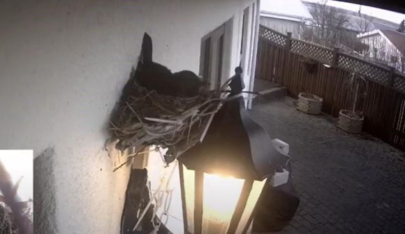 Von á fyrstu fiðruðu nýburum ársins