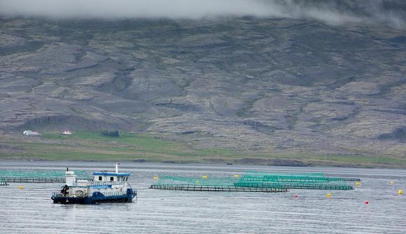 Hvort kom á undan, laxinn eða fólkið?