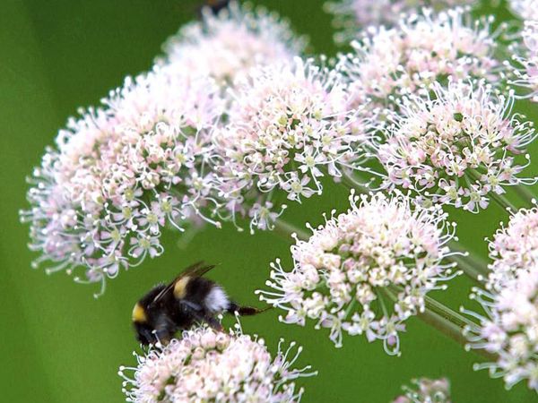 Spring has been warm this year and various insects have been swarming earlier.