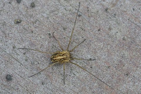 The scientists were surprised to find a harvestman this far from land.