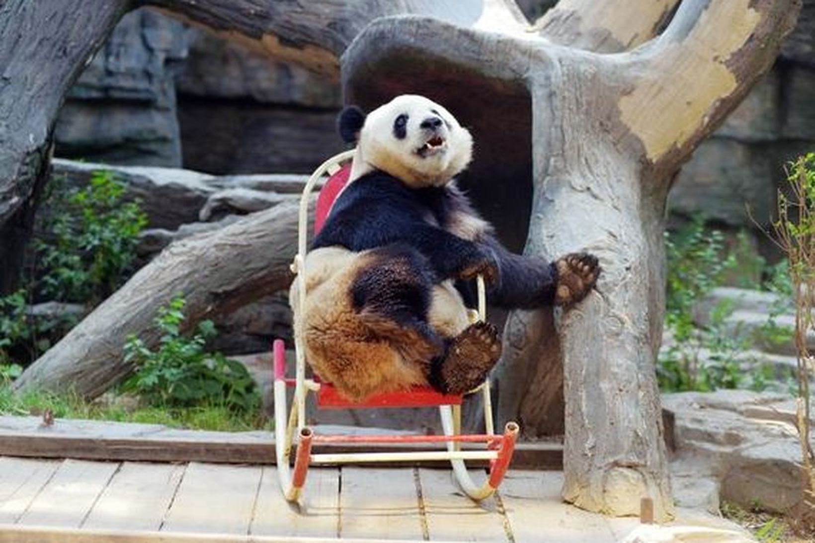 Pandan hefur það notalegt í ruggustólnum.