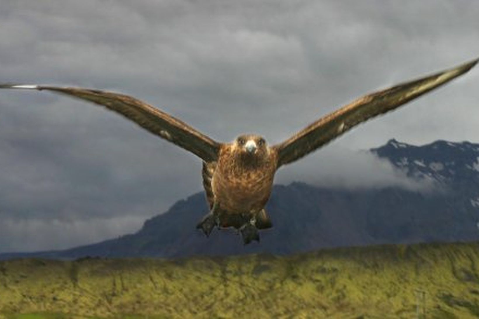 Skúmurinn er meðal þeirra farfugla sem eru mættir til landsins.