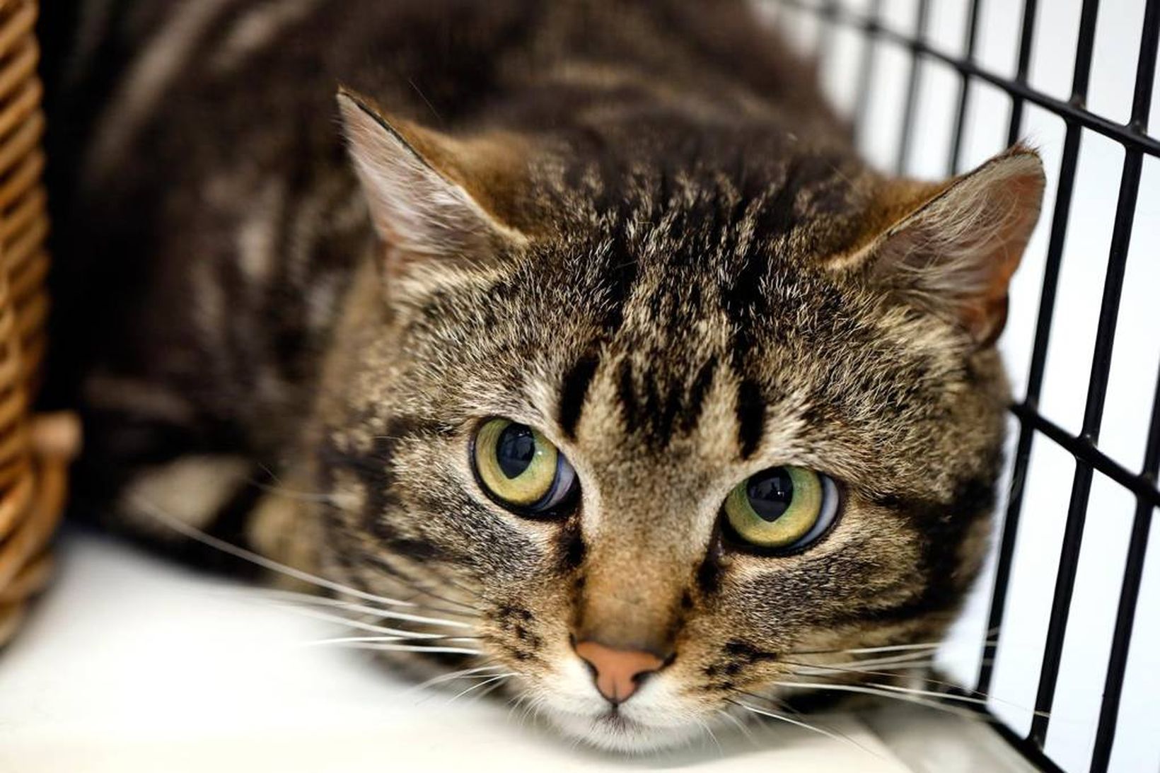 Kanna áhrifin af lagasetningunni